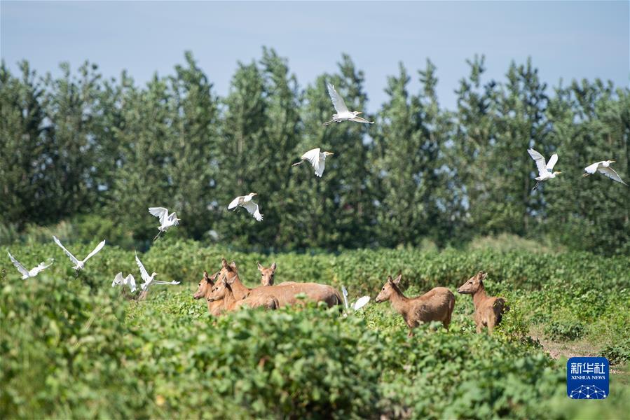 （新華全媒頭條·聚焦生物多樣性大會·圖文互動）（9）攜手同行，開啟人類高質量發(fā)展新征程——習近平主席在《生物多樣性公約》第十五次締約方大會領導人峰會上的主旨講話解讀